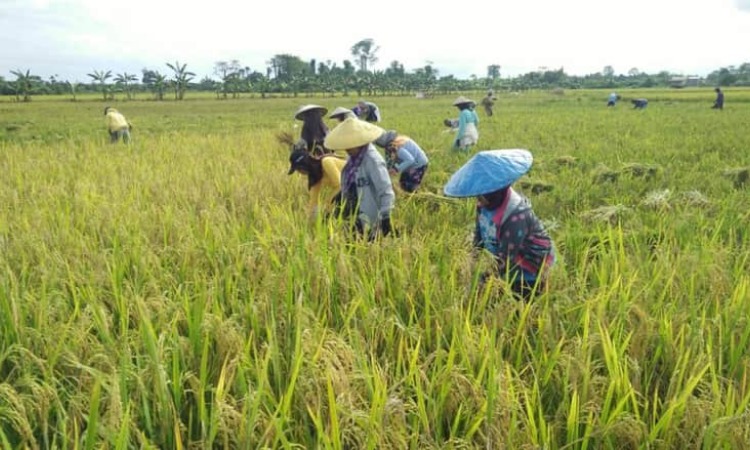 KELOMPOK TANI